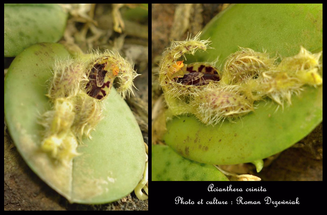 Acianthera crinita